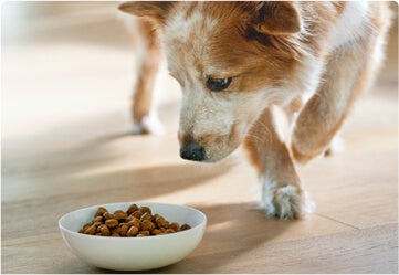 Brown and white dog looking down at a bowl of food
